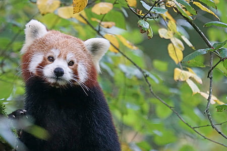 short-fur brown and black animal beside leaf thumbnail