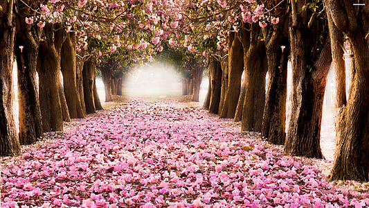 pathway with pink leaves thumbnail