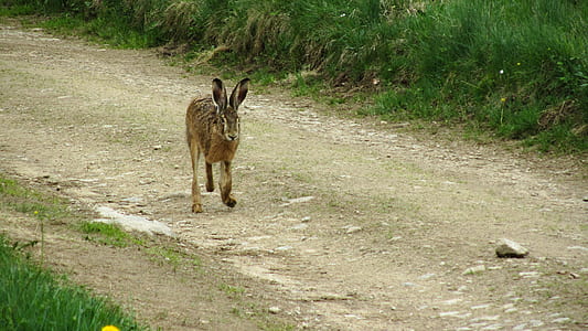 brown kangaroo standing near grass thumbnail