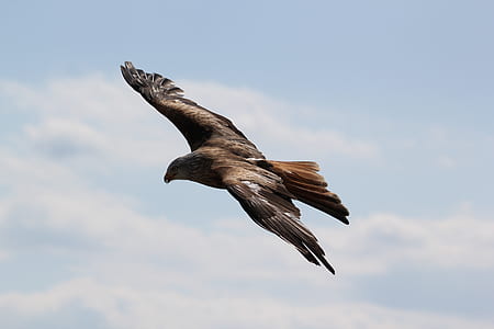 hawk flying in sky thumbnail