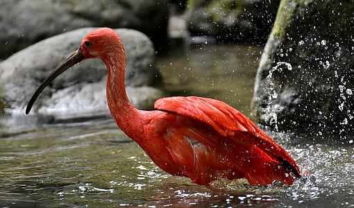 red flamingo on body of water thumbnail