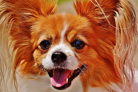selective focus photography of orange and white dog thumbnail