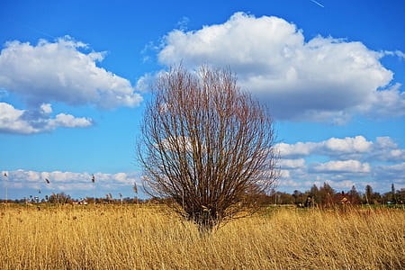 bare tree under blue and white sky thumbnail