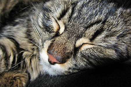 brown tabby cat sleeping thumbnail