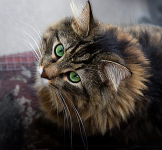 brown and black cat thumbnail