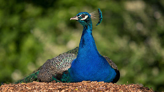 blue and gray peacock sitting on nest thumbnail