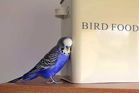 food, bird, animal, pet thumbnail