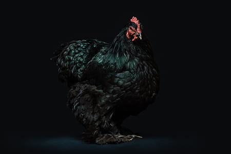 black and red hen thumbnail