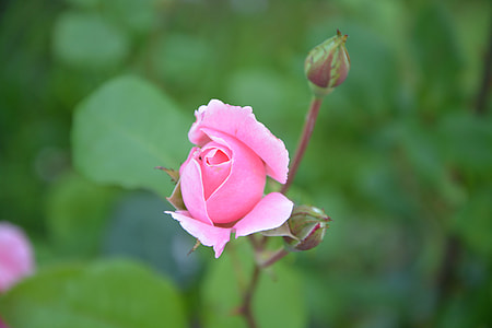 shallow focus photography of pink rose thumbnail
