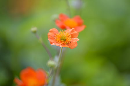 flowers, summer, garden, petals thumbnail