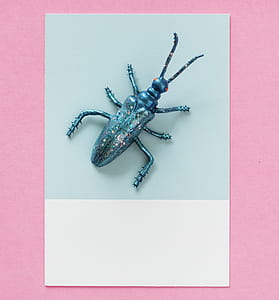 Blue Plastic Beetle in Close-up Photography thumbnail