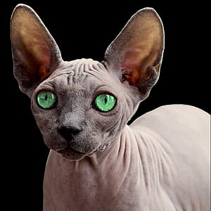close up photo of Sphinx cat thumbnail