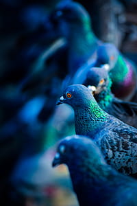 Flock of Green-and-blue Pigeons thumbnail