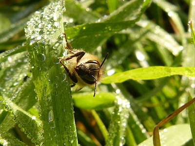 honeybee perching on green leaf plants thumbnail