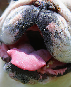 close up photography of adult white English bulldog's snout thumbnail