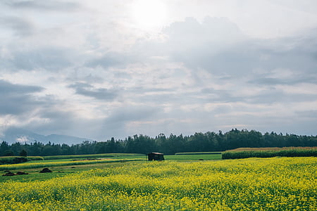 landscape photography of shack in flower field thumbnail