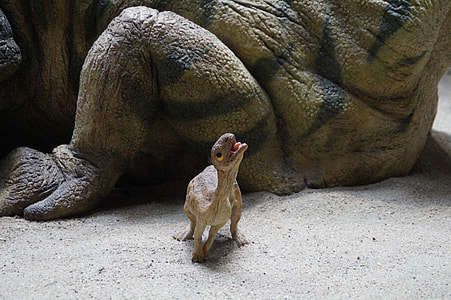close-up photography of baby dinosaur thumbnail
