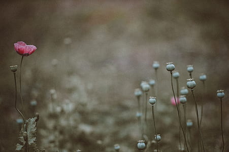 closeup photography of green and pink petaled flowers thumbnail