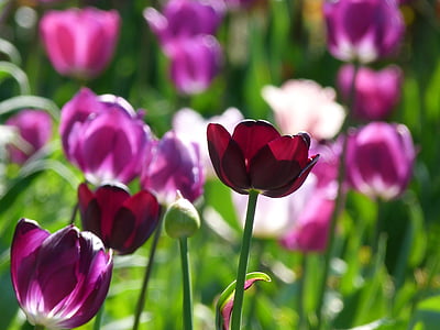 purple petal flowers thumbnail
