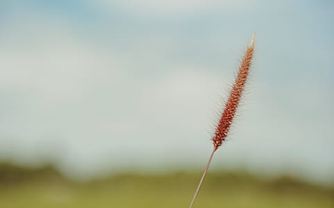 Shallow Focus Photography of Brown Plant thumbnail