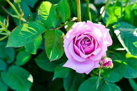shallow focus photo of purple rose flower thumbnail