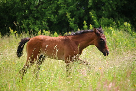brown horse walking on green grass thumbnail