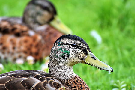 two female mallard ducks on green grasses thumbnail