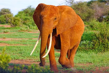 brown elephant near green leafed plants thumbnail