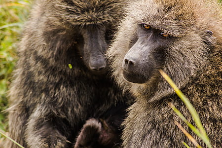 baboon beside green leaf thumbnail