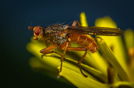 Macro Photography of Brown Fly thumbnail
