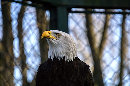 white and black American Eagle thumbnail