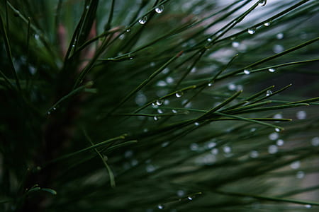 plant with water drops thumbnail