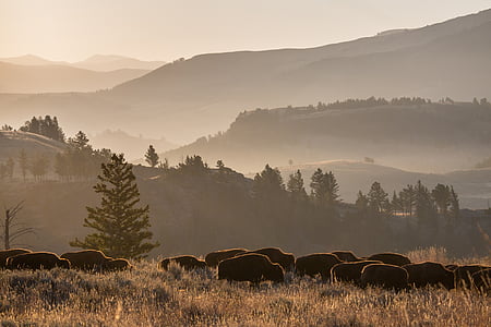 group of animal on brown grass land thumbnail