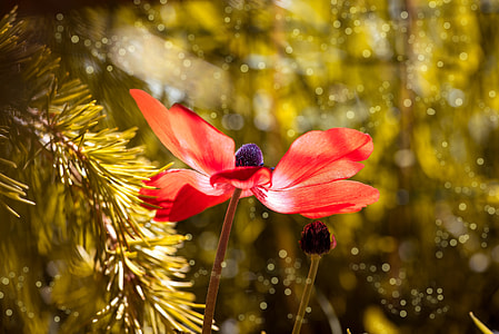 bokeh photography of red petaled flower thumbnail