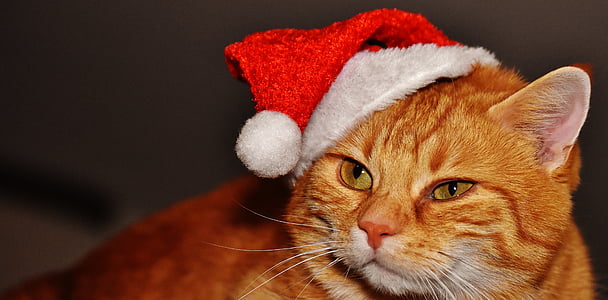 orange Tabby cat wearing Santa hat thumbnail