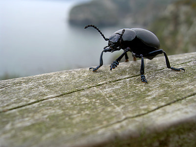 Bloody-Nosed Beetle, Beetle thumbnail