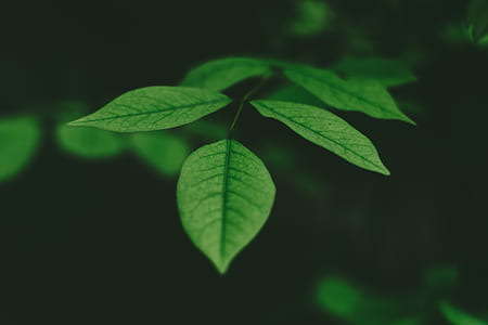 green leafed plant in tilt shift photography thumbnail