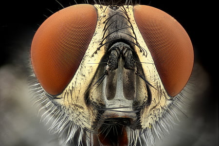macro photography of dragonfly thumbnail