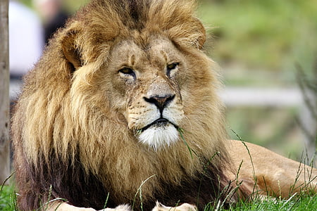 lion lying on grass field thumbnail