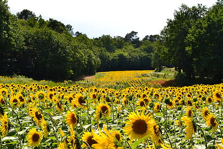 bed of sunflowers thumbnail