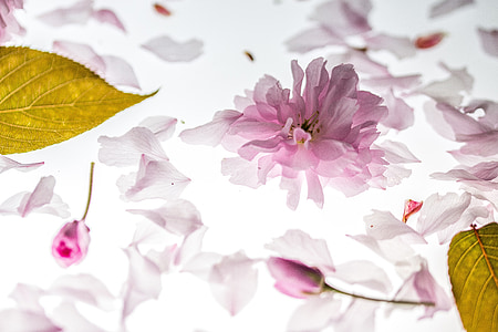 close-up photo of pink peach blossoms thumbnail
