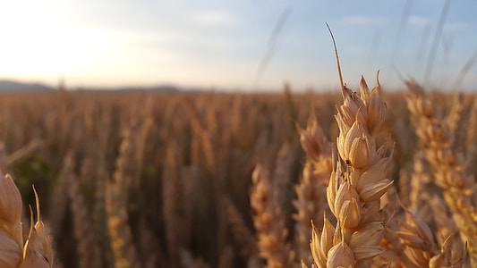 The Grain, Summer thumbnail
