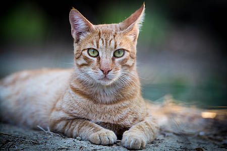 orange tabby cat on gray pavement thumbnail