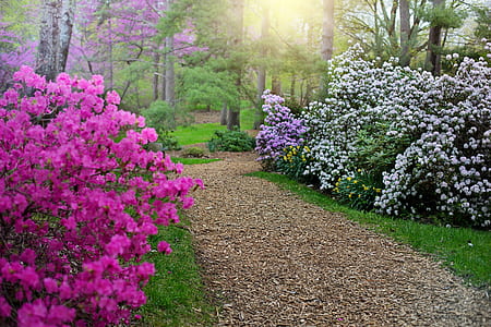 brown pathway between pink and purple petaled flowers thumbnail