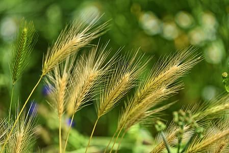 selective focus photography of brown grass thumbnail