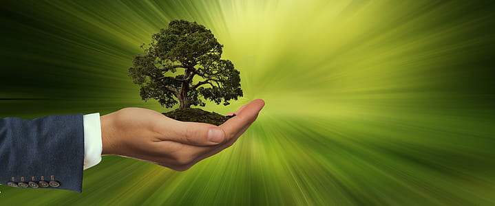 tree on person's hand thumbnail