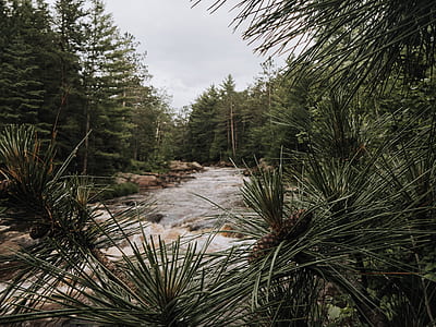 Green Leaf Tree Near River Taking Picture thumbnail