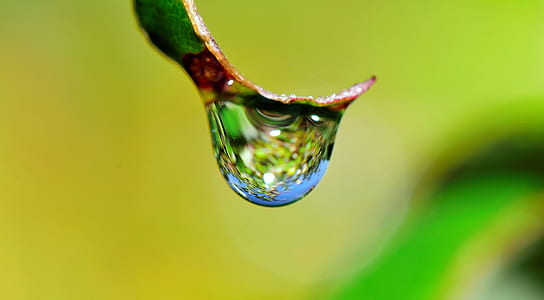 selective focus photography of tear drop thumbnail