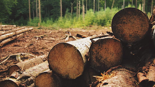 brown tree logs thumbnail
