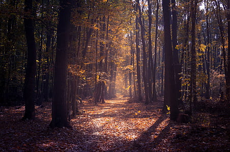 tree, woodland, path, track, leaves thumbnail